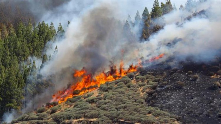 Bombeiros registram quase 800 incêndios no ES em áreas de vegetação