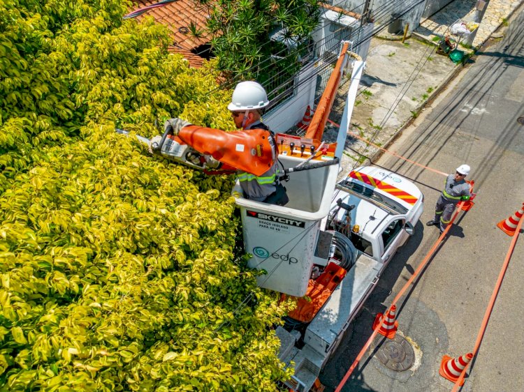 EDP realiza mais de 75 mil podas preventivas de galhos de árvores que estavam em contato com as redes elétricas