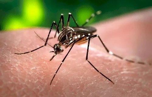 Mais uma morte por dengue é confirmada no ES