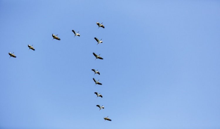 Espírito Santo prorroga por mais 180 dias Estado de Emergência Zoossanitária contra Influenza Aviária