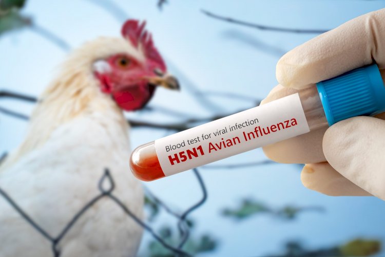 Exportação de frango do Brasil está suspensa para 16 países e UE após caso de gripe aviária