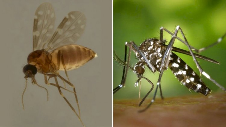 ES confirma primeiras mortes por dengue e oropouche em 2025