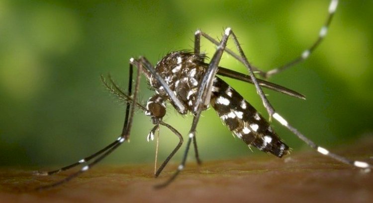 Dengue: ES confirma circulação de sorotipo 2, forma mais grave da doença