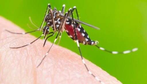 ES registra aumento de 50% em casos de mortes por dengue
