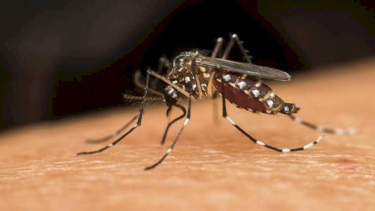 Secretaria de Saúde alerta para aumento dos números de casos de dengue em Aracruz