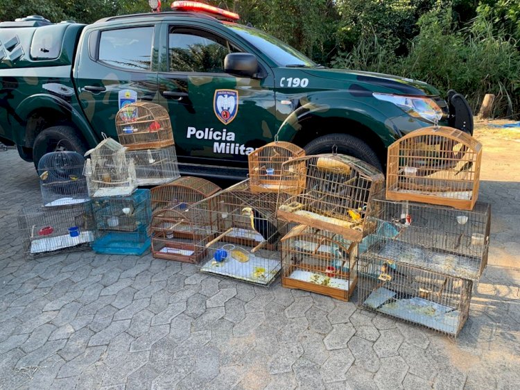 BPMA apreende 59 aves silvestres durante fiscalizações em Aracruz