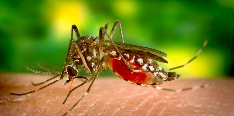 ES já soma 39 mortes por dengue, seis vezes mais que todo o ano de 2022