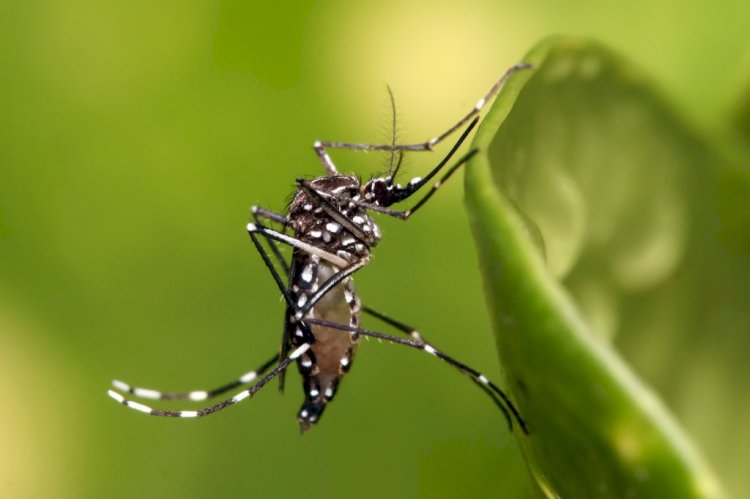 ES tem 63 mil casos de Dengue neste ano, 3 vezes mais que todo ano de 2022