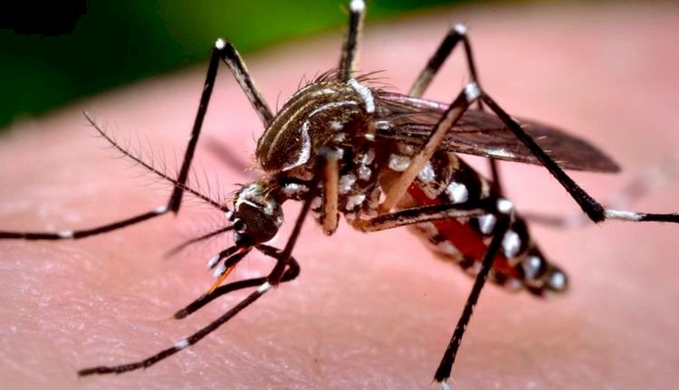 Aedes aegypti já matou 51 pessoas no Espírito Santo