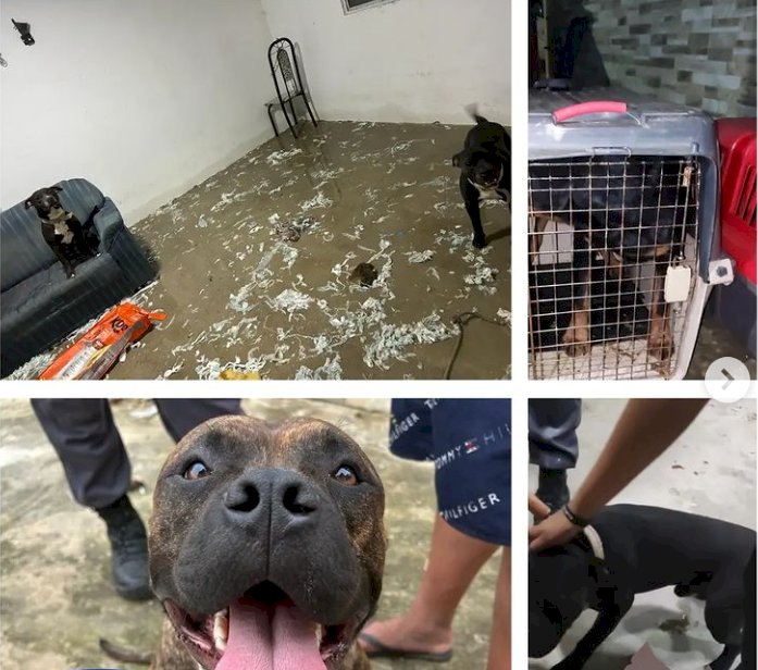 Polícia Militar recolhe animais em situação de abandono e maus tratos na orla de Aracruz