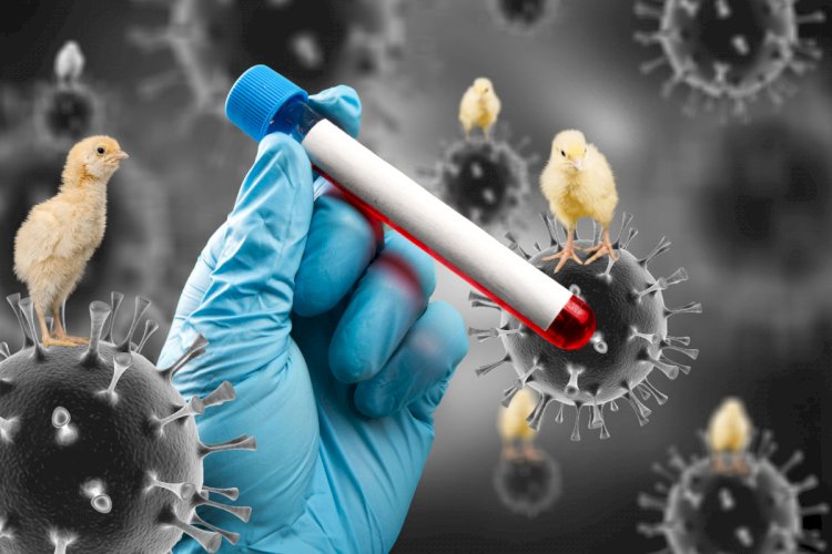 Secretaria de Saúde investiga cinco casos de gripe aviária em humanos no ES