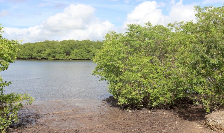 Aracruz terá dia de limpeza no manguezal da reserva Piraquê-Açu