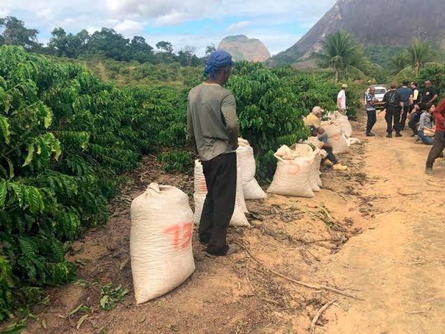 Acordo buscará combater trabalho escravo em lavouras de café do ES