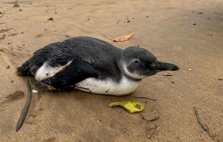 Ambientalistas já resgataram seis pinguins no litoral capixaba só em julho