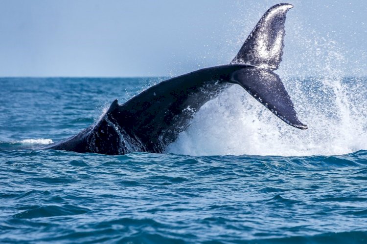 Baleias jubarte já podem ser apreciadas no litoral do ES