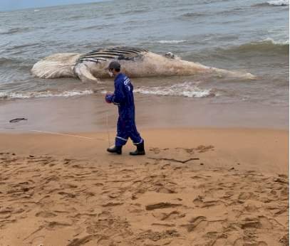 Baleia-jubarte é encontrada morta em praia de Aracruz