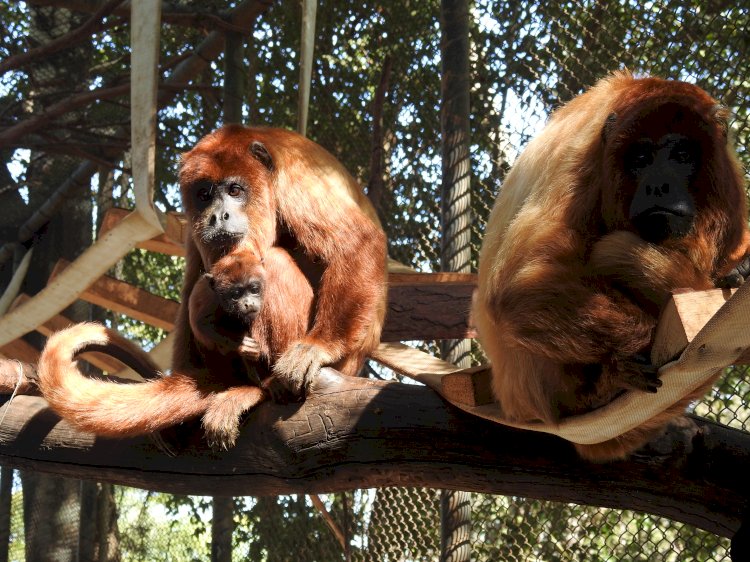 Família de macacos bugio é flagrada em reserva ambiental de Aracruz