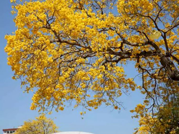 Primavera chega aquecendo o final de semana com previsão de sol em todo o ES