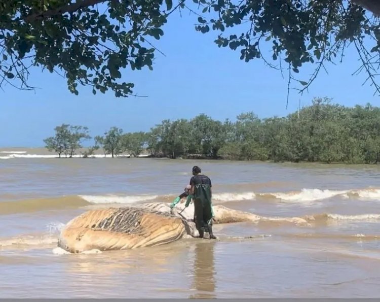 Baleia-jubarte de 10 metros é encontrada morta em praia de Aracruz