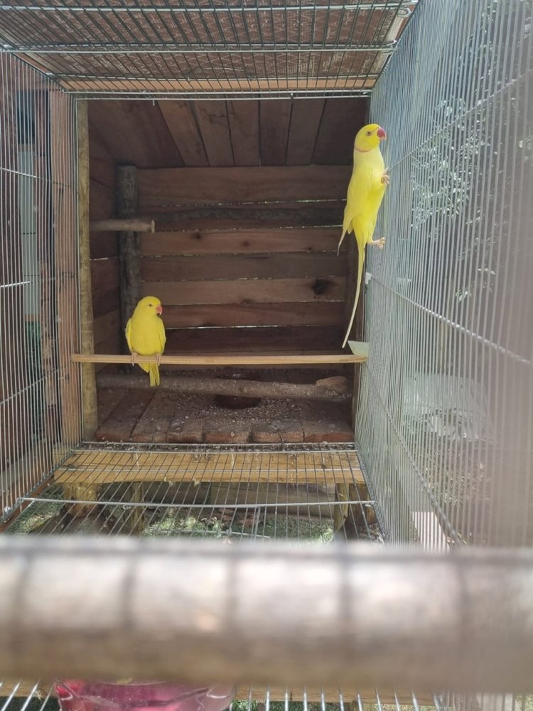 Aves silvestres e exóticas apreendidas são levadas para o Cereias em Aracruz