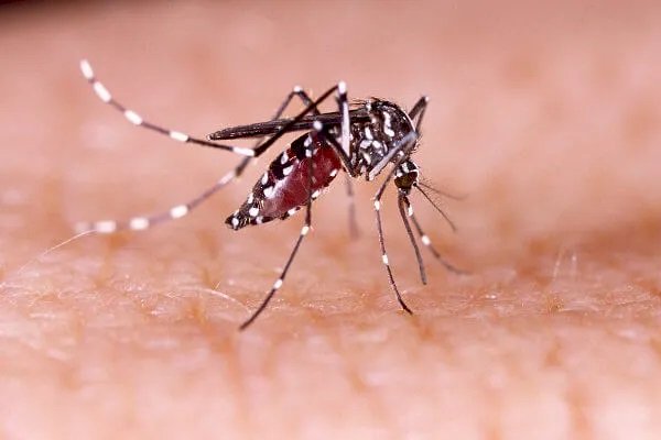 Dados representam aumento de infectados pela dengue em comparação com a última semana de 2023