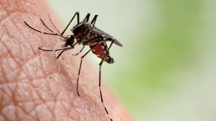 Casos de dengue aumentam 813% em um ano no ES