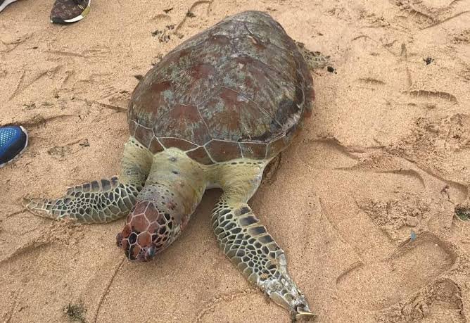 Tartaruga-verde é encontrada morta em praia de Aracruz