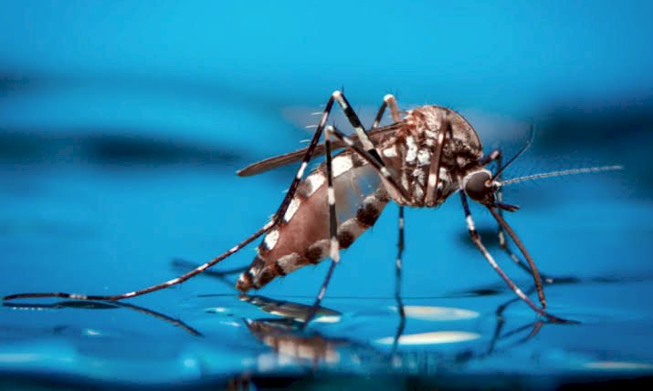 Secretaria de Saúde faz alerta à população de Aracruz sobre a Dengue