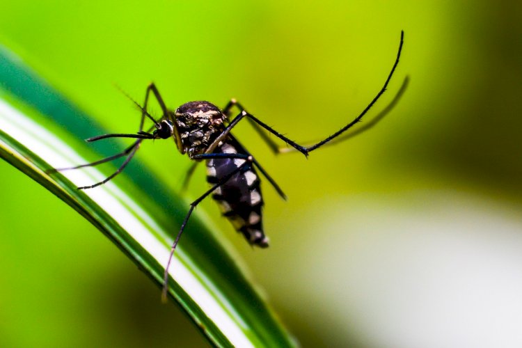 Com 8 mil notificações, ES vive epidemia de dengue