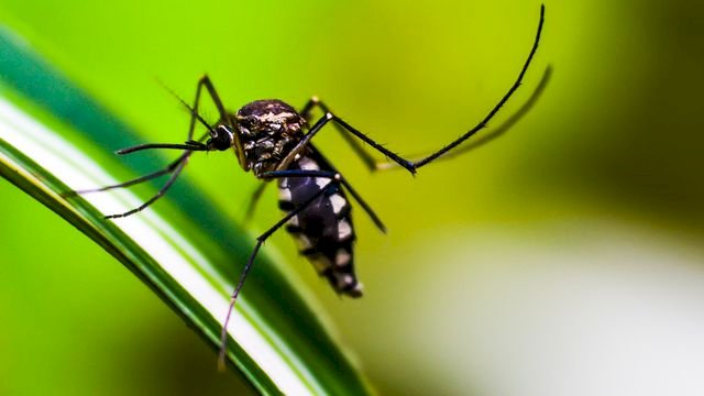 ES registra 376 casos de dengue por dia