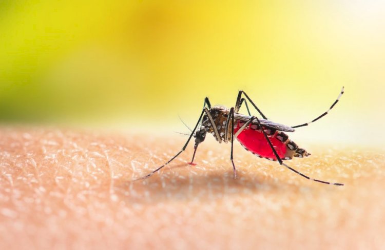 Primeira morte por dengue em 2024 no ES é confirmada pela Sesa