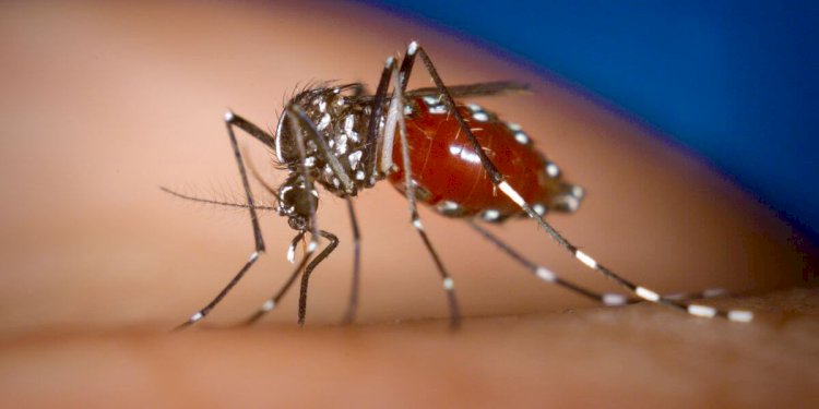 Espírito Santo decreta emergência por dengue