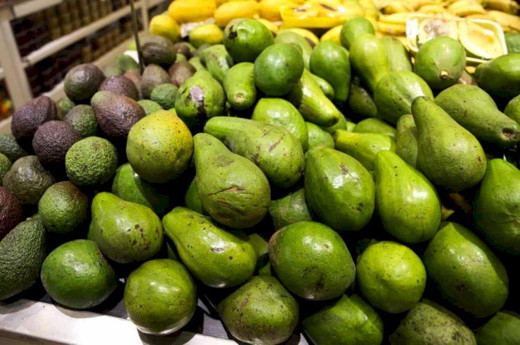 ES se torna o 4º maior produtor de abacate do país