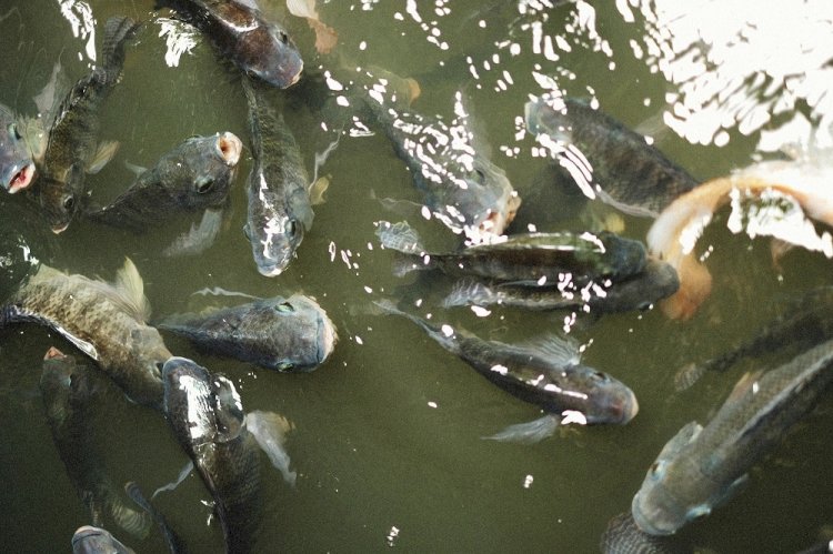 Produção de peixes de cultivo cresce 6,3% no Espírito Santo