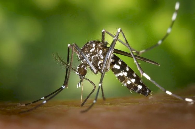 Chega a 10 o número de mortes por dengue no Espírito Santo