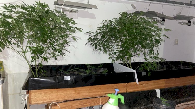 Polícia apreende 47 pés de maconha cultivados em uma casa de Aracruz