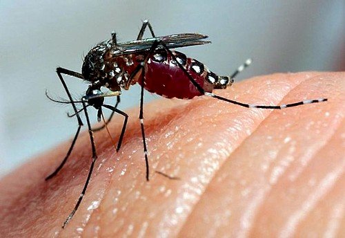 Dengue mantém tendência de queda em 24 estados e no Distrito Federal