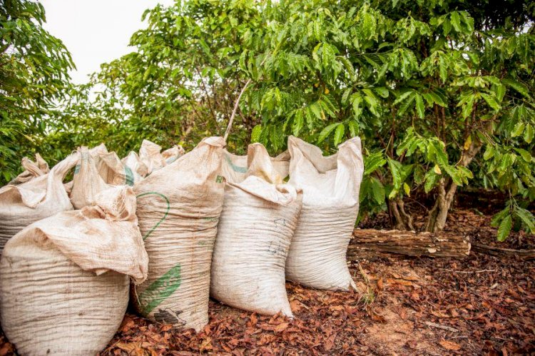 Roubos de sacas de café e a propriedades aumentam com a chegada do período de colheita