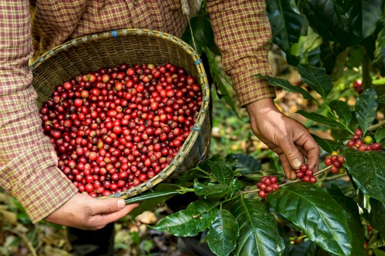 Colheita de café arábica começa no ES e produção deve superar em mais de 1,5 milhão de sacas a safra de 2023