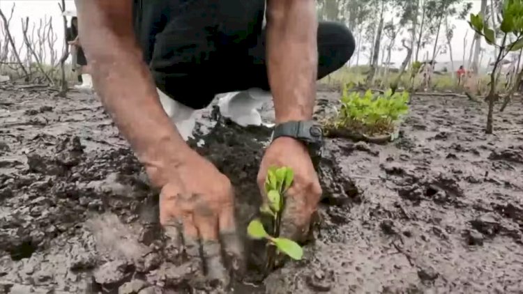 Após estudos, manguezal destruído por mudanças climáticas começa a ser reflorestado em Aracruz