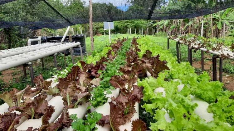 Produção integrada de tilápia e alface gera renda para comunidades de Aracruz