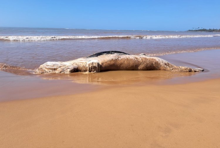 Baleia jubarte é encontrada morta em praia de Aracruz