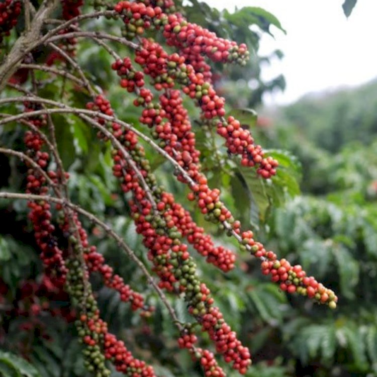 20% do café exportado pelo Brasil em agosto saiu do ES