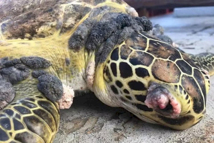 Tartarugas e peixes com deformidades no ES têm relação com tragédia de Mariana (MG), diz estudo