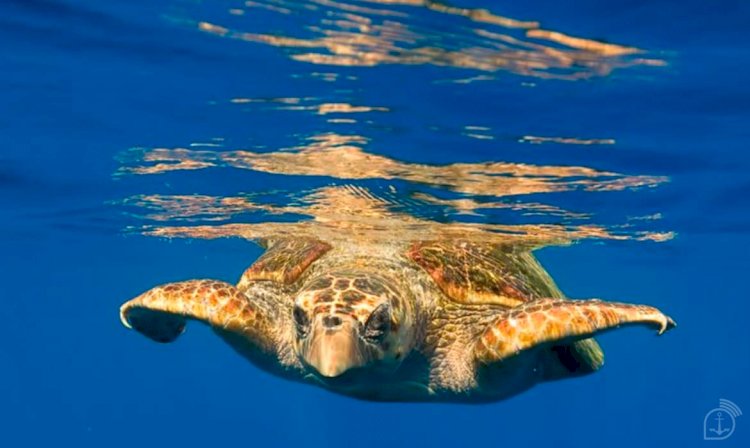 Illuminação inadequada ameaça a vida de tartarugas marinhas no ES