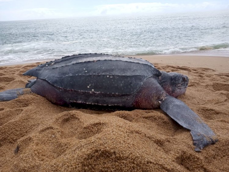 Tartaruga-de-couro é encontrada morta no litoral de Aracruz