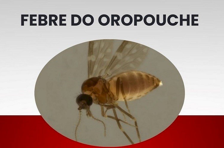 Inseticida contra vetor da febre do oropouche é testado no Espírito Santo