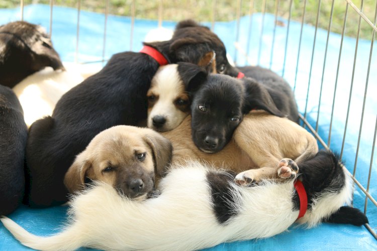 Feira de adoção animal será realizada em Aracruz