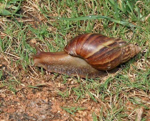 Centro de Zoonoses de Aracruz realiza ações ao combate de caramujos