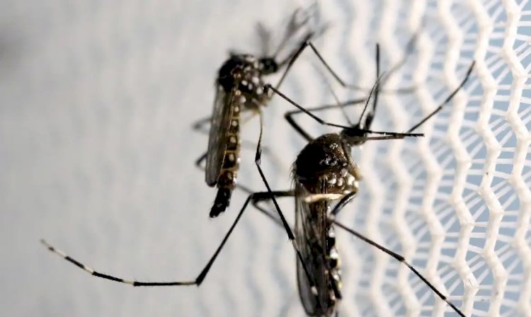 Óbitos por dengue chegam a 21 no Brasil em 2025